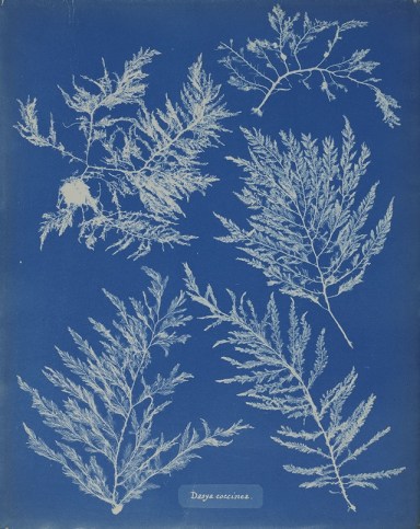 anna-atkins-photogramme-dalgues