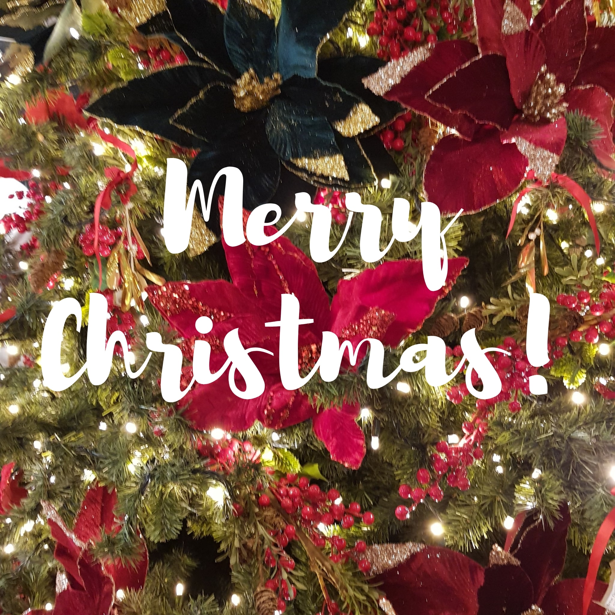 IMG_20231225_084531_591